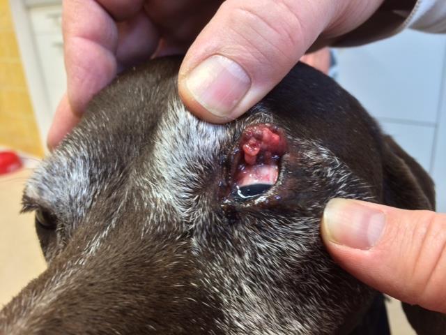 Tumor des oberen Augenlides vor OP