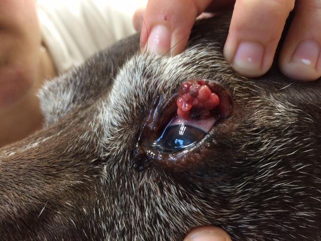 Tumor des oberen Augenlides vor OP